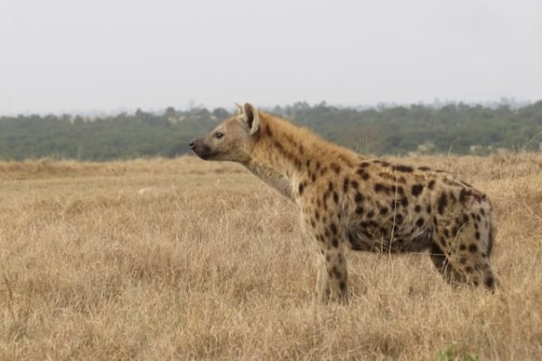 hyena-safari-kenya-wildlife