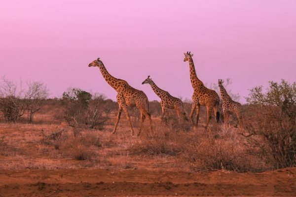 kenya-giraffe-safari-explore