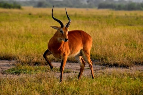 kopi-antelope-uganda