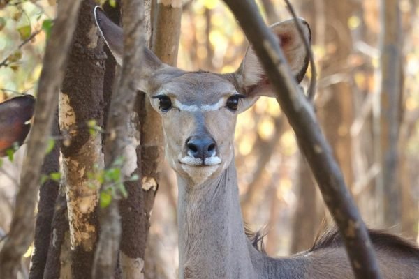 kudu-taita-wildlife-kenya-tour