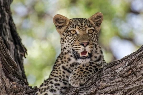 leopard-african-safari
