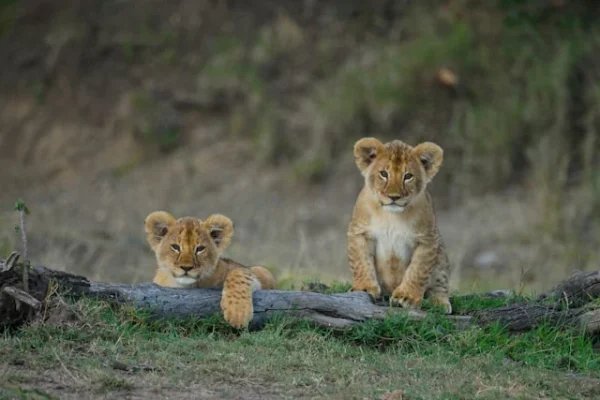 lion-cubs-kenya-safari