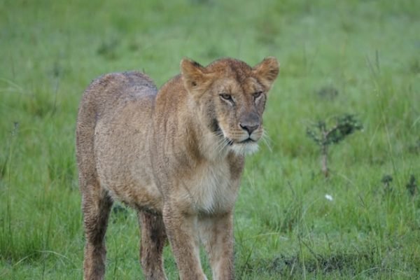 lion-kenya-tour