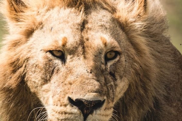 lion-male-kenya-tanzania-safari lion-male-kenya-tanzania-safari