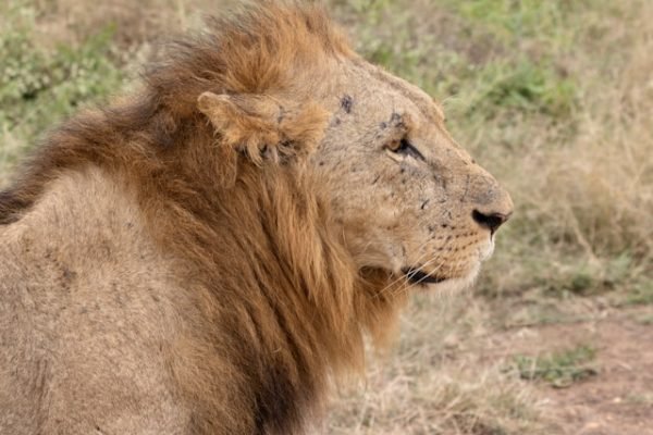 lion-nairobi-np-kenya-tour