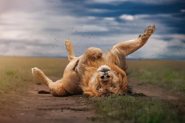 lion-resting-explore-photo-trips-kenya.webp lion-resting-explore-photo-trips-kenya.webp