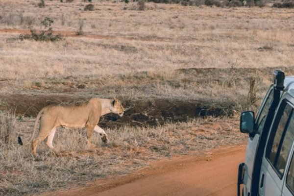 lion-sighting-kenya-wildlife-tour