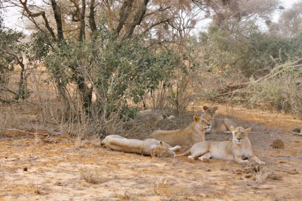 lioness-pride-tsavo-safari