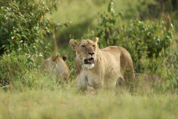 lioness-wilderness-kenya-wildlife-safari