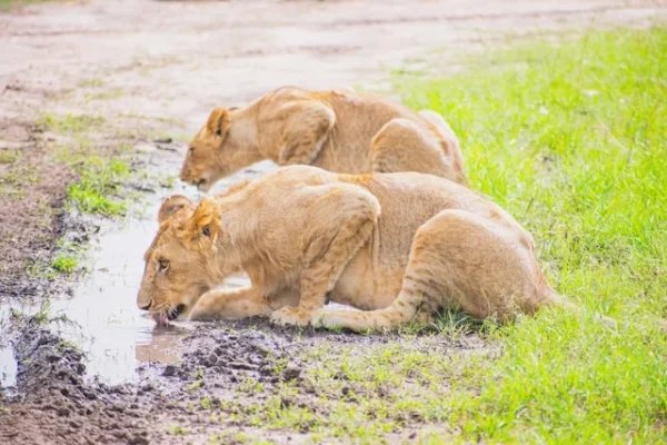 lions-drinking-water-kenya-tour