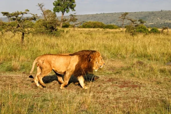 lions-kenya-safari-masai-mara.webp