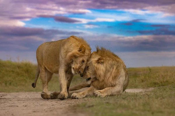masai-mara-lions-brothers-kenya