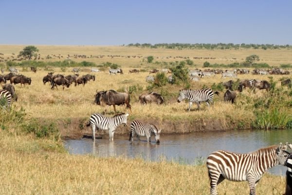 masai-mara-wildlife-tour