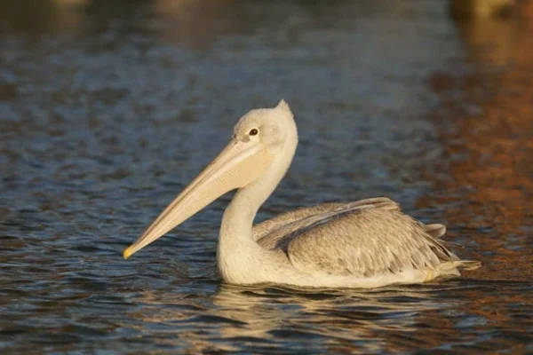 pelican-naivasha-boat-ride-bird-watching.webp