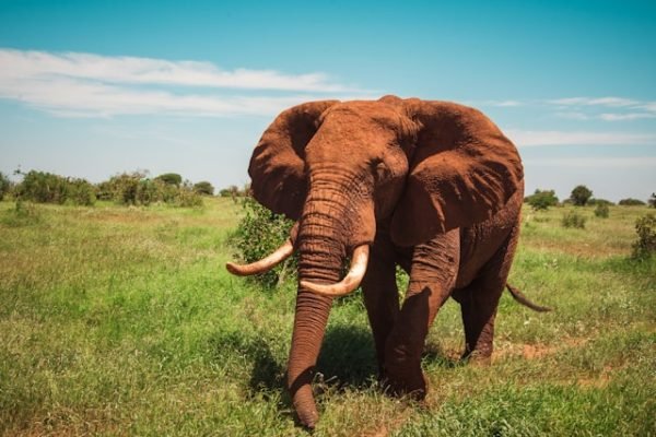 red-elephant-tsavo-east-kenya-tour red-elephant-tsavo-east-kenya-tour
