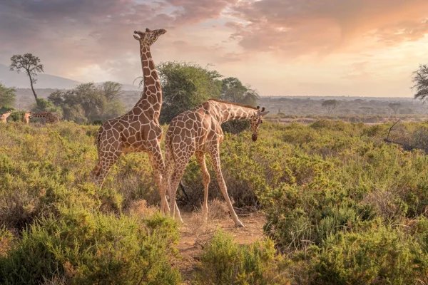 reticulated-giraffe-samburu