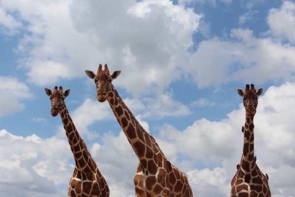 reticulated-giraffe-samburu-safari