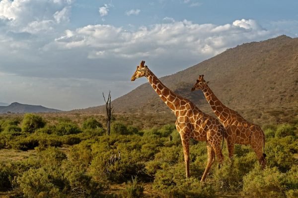 reticulated-giraffe-samburu-tours reticulated-giraffe-samburu-tours