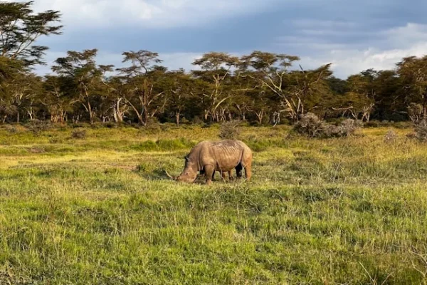 rhino-lake-nakuru-safari.webp