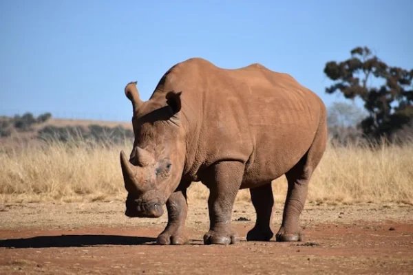 rhino-tsavo-coast-tour