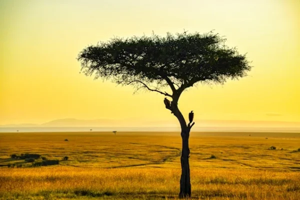 savanna-tree-masai-mara.webp savanna-tree-masai-mara.webp