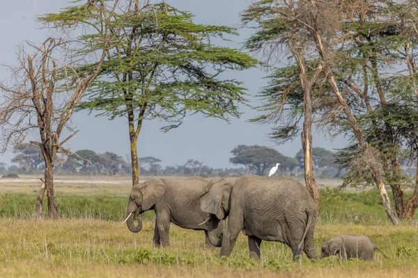 sentrim-amboseli-elephants-kenya.webp