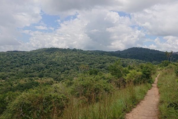 shimba-hills-national-reserve-forest