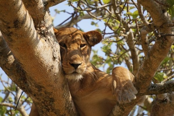 tree-climbing-lions-uganda