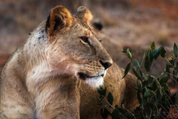 tsavo-east-lioness-kenya-tour