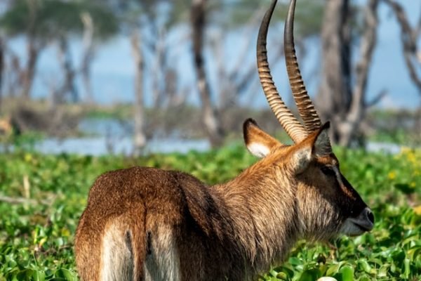 waterbuck-lake-naivasha