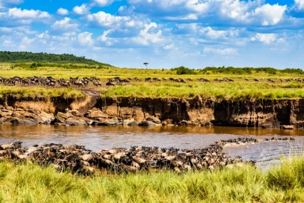 wildbeest-migration-masai-mara.webp wildbeest-migration-masai-mara.webp