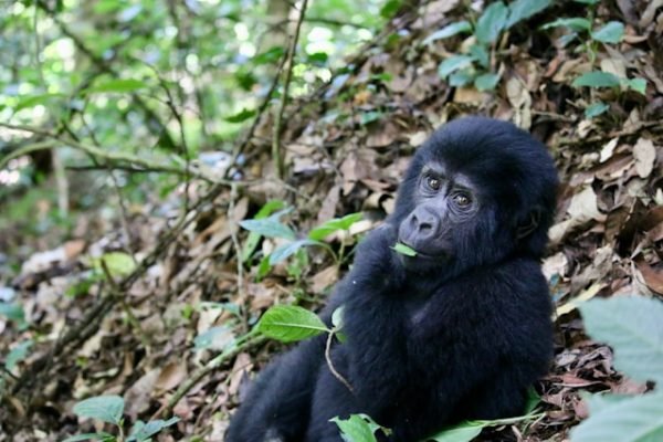 young-gorilla-uganda-safaris young-gorilla-uganda-safaris
