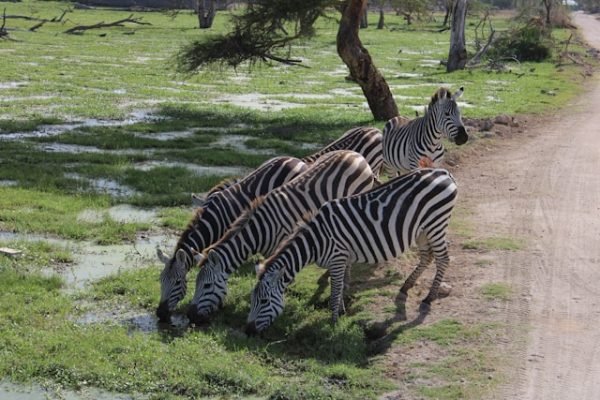 zebra-drinking-water-africa-safari