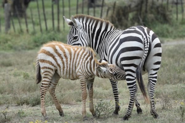 zebra-feeding-naivasha-tour zebra-feeding-naivasha-tour