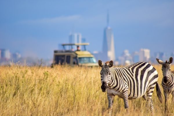 zebra-game-drive-nairobi-np