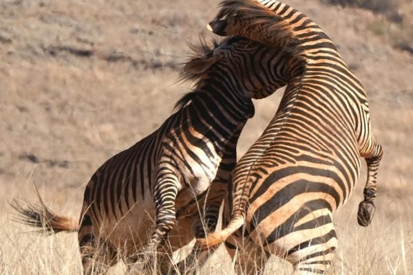 zebra-playing-african-safari