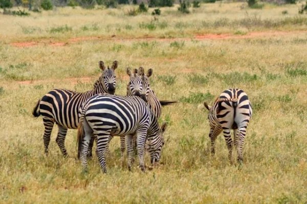 zebra-red-dust-tsavo-safari